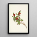 Frucht des Kornelkrauts aus Kanada Cornus canadensis - Mary Vaux Walcott — gerahmtes Bild an der Wand