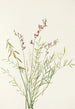 Astragale de Bourgeau Astragalus bourgovii - Mary Vaux Walcott — artwork view