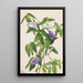 Pois papillon Clitoria mariana - Mary Vaux Walcott — framed artwork on a wall