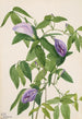 Pois papillon Clitoria mariana - Mary Vaux Walcott — artwork view