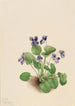 Violette papillon Viola papilionacea - Mary Vaux Walcott — artwork view