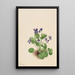 Violette papillon Viola papilionacea - Mary Vaux Walcott — framed artwork on a wall