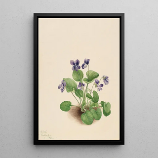 Mary Vaux Walcott - Butterfly Violet Viola papilionacea.webp