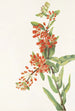 Asclépiade tubéreuse Asclepias tuberosa - Mary Vaux Walcott — vista dell’opera