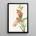Asclépiade tubéreuse Asclepias tuberosa - Mary Vaux Walcott — quadro incorniciato alla parete