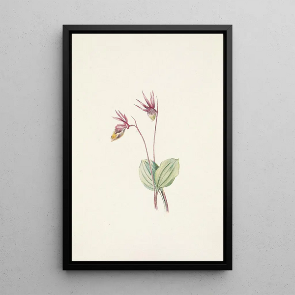 Mary Vaux Walcott - Calypso Cytherea bulbosa.webp