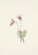 Calypso Cytherea bulbosa - Mary Vaux Walcott — artwork view