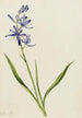 Camas Quamasia quamash - Mary Vaux Walcott — artwork view