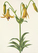 Lis du Canada Lilium canadense - Mary Vaux Walcott — vista dell’opera