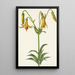 Lis du Canada Lilium canadense - Mary Vaux Walcott — quadro incorniciato alla parete