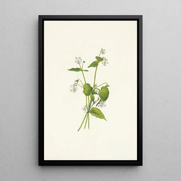 Mary Vaux Walcott - Canada Violet Viola canadensis.webp