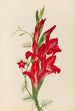 Cannas et ipomée Canna species et Ipomoea quamoclit - Mary Vaux Walcott — vista dell’opera
