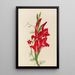 Cannas et ipomée Canna species et Ipomoea quamoclit - Mary Vaux Walcott — quadro incorniciato alla parete