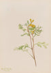 Capnoides aureum - Mary Vaux Walcott — vista dell’opera