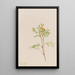 Capnoides aureum - Mary Vaux Walcott — quadro incorniciato alla parete