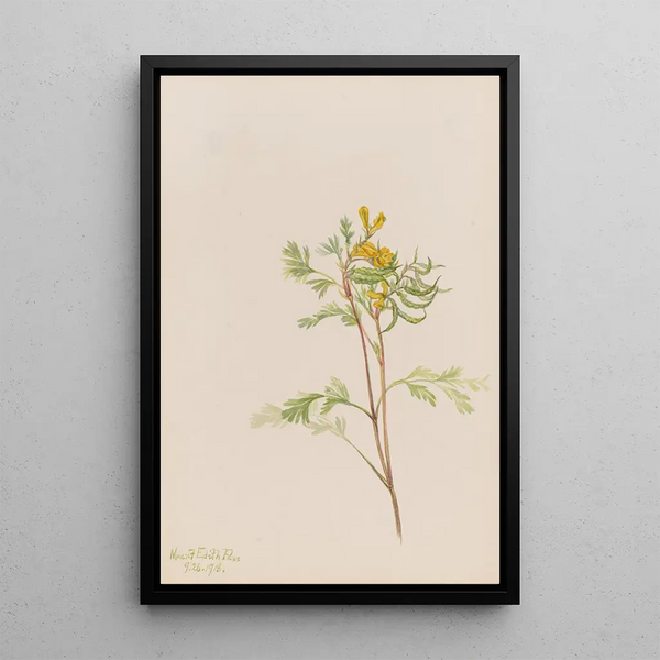 Mary Vaux Walcott - Capnoides aureum.webp