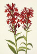 Lobélie écarlate Lobelia cardinalis - Mary Vaux Walcott — artwork view