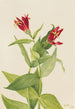Spigélie del Maryland Spigelia marylandica - Mary Vaux Walcott — vista dell’opera