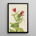 Spigélie del Maryland Spigelia marylandica - Mary Vaux Walcott — quadro incorniciato alla parete