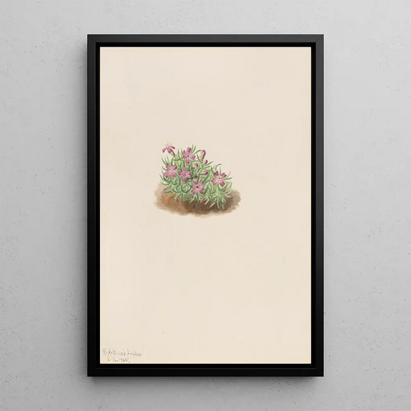 Mary Vaux Walcott - Carpet Pink Silene acaulis.webp