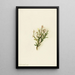 Cassiope mertensiana - Mary Vaux Walcott — gerahmtes Bild an der Wand