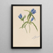 Gentiane geschlossen Gentiana andrewskii - Mary Vaux Walcott — gerahmtes Bild an der Wand