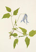 Fleur de clématite de Columbia Clematis columbiana - Mary Vaux Walcott — vista dell’opera