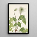 Fruit de clématite de Columbia Clematis columbiana - Mary Vaux Walcott — quadro incorniciato alla parete