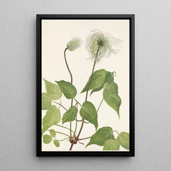 Mary Vaux Walcott - Columbia Clematis fruit Clematis columbiana.webp