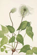 Fruit de clématite de Columbia Clematis columbiana - Mary Vaux Walcott — vista dell’opera