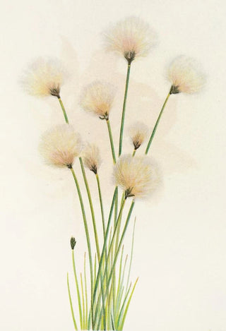 Mary Vaux Walcott - Cottongrass Eriophorum chamissonis.webp