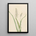 Chrosperma muscaetoxicum - Mary Vaux Walcott — quadro incorniciato alla parete
