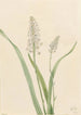 Chrosperma muscaetoxicum - Mary Vaux Walcott — vista dell’opera
