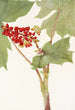 Devilsclub Echinopanax horridum - Mary Vaux Walcott — vista dell’opera
