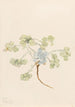 Double Bladderpod Physaria didymocarpa - Mary Vaux Walcott — vista dell’opera