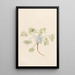 Double Bladderpod Physaria didymocarpa - Mary Vaux Walcott — quadro incorniciato alla parete