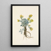 Fleur de Double Bladderpod Physaria didymocarpa - Mary Vaux Walcott — quadro incorniciato alla parete