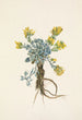 Fleur de Double Bladderpod Physaria didymocarpa - Mary Vaux Walcott — vista dell’opera