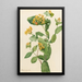 Chèvrefeuille di Douglas Lonicera glaucescens - Mary Vaux Walcott — quadro incorniciato alla parete