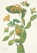 Fleur de Chèvrefeuille di Douglas Lonicera glaucescens - Mary Vaux Walcott — vista dell’opera