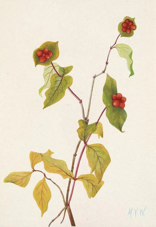 Mary Vaux Walcott - Douglas Honeysuckle fruit Lonicera glaucescens.webp
