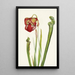Sarracénie di Drummond Sarracenia drummondii - Mary Vaux Walcott — quadro incorniciato alla parete