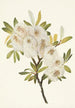Saule de Drummond Salix drummondiana - Mary Vaux Walcott — vista dell’opera