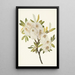 Saule de Drummond Salix drummondiana - Mary Vaux Walcott — quadro incorniciato alla parete