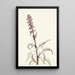 Tête d'éléphant Pedicularis groenlandica - Mary Vaux Walcott — quadro incorniciato alla parete