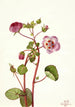 Eremalche rotundifolia - Mary Vaux Walcott — vista dell’opera