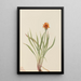 Faux pissenlit Agoseris aurantiaca - Mary Vaux Walcott — quadro incorniciato alla parete