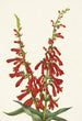 Pentstémon de feu Pentstemon eatonii - Mary Vaux Walcott — vista dell’opera