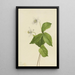 Anémone des forêts Anemone deltoidea - Mary Vaux Walcott — quadro incorniciato alla parete