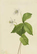 Anémone des forêts Anemone deltoidea - Mary Vaux Walcott — vista dell’opera